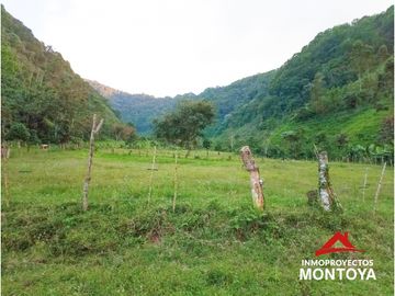 Permuta‼ Finca de aguacate Hass en Génova, Quindío