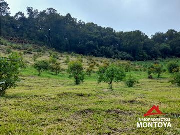Permuta‼ Finca de aguacate Hass en Génova, Quindío