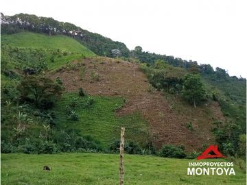 Permuta‼ Finca de aguacate Hass en Génova, Quindío