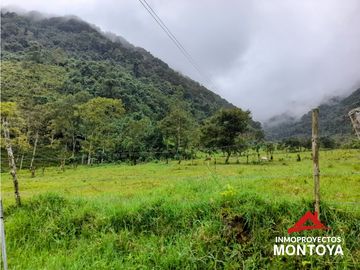 Permuta‼ Finca de aguacate Hass en Génova, Quindío