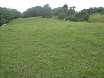VENDO 900 HECTAREAS EN EL SUR DE SON DE VERAGUAS