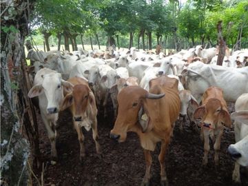 VENDO 900 HECTAREAS EN EL SUR DE SON DE VERAGUAS