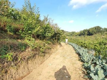 kebun apel dan jeruk produktif lokasi super strategis kawasan pasar pujon