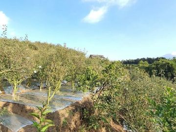 kebun apel dan jeruk produktif lokasi super strategis kawasan pasar pujon