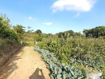 kebun apel dan jeruk produktif lokasi super strategis kawasan pasar pujon
