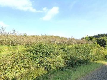 kebun apel dan jeruk produktif lokasi super strategis kawasan pasar pujon