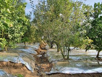 kebun apel dan jeruk produktif lokasi super strategis kawasan pasar pujon