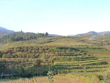 kebun apel dan jeruk produktif lokasi super strategis kawasan pasar pujon