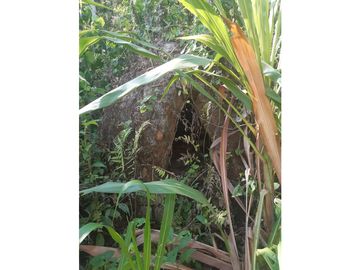 FUNDO AGRCOLA PARA SIEMBRA O PROYECTOS DIVERSOS EN CHANCHAMAYO