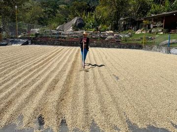 VR-436 RANCHO CAFETALERO PRODUCTIVO EN CHIAPAS