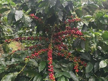 VR-436 RANCHO CAFETALERO PRODUCTIVO EN CHIAPAS