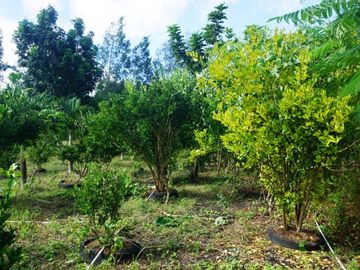 Dijual Lahan Kebun Produktif Di Oemase Kupang - NTT penghasil Batako, Buah Sayur & Sentra Pelatihan- Subur & Strategis