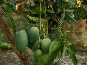 Dijual Lahan Kebun Produktif Di Oemase Kupang - NTT penghasil Batako, Buah Sayur & Sentra Pelatihan- Subur & Strategis