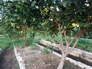 Dijual Lahan Kebun Produktif Di Oemase Kupang - NTT penghasil Batako, Buah Sayur & Sentra Pelatihan- Subur & Strategis