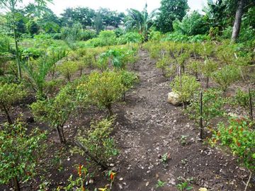 Dijual Lahan Kebun Produktif Di Oemase Kupang - NTT penghasil Batako, Buah Sayur & Sentra Pelatihan- Subur & Strategis