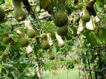 Dijual Lahan Kebun Produktif Di Oemase Kupang - NTT penghasil Batako, Buah Sayur & Sentra Pelatihan- Subur & Strategis
