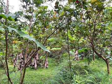 Tanah Kebun Jambu Kemuning Karanganyar