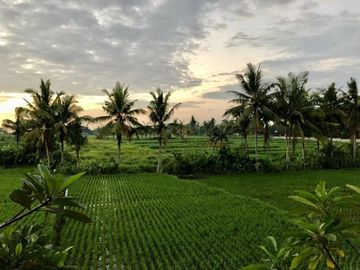 Villa for sale with rice field view near Kedungu Beach Bali