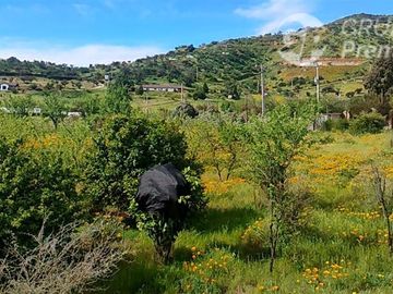 Parcela en venta en Curacaví
