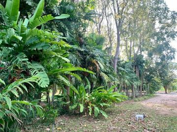 GORGEOUS 5 BED / 5 BATH HOME WITH 155 METERS OF RIVERSIDE JUST 15 KM FROM DOWNTOWN KANCHANABURI!!!