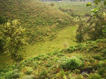 VENTA de FINCAS en QUINCHIA