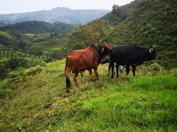 VENTA de FINCAS en QUINCHIA