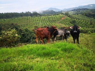 VENTA de FINCAS en QUINCHIA