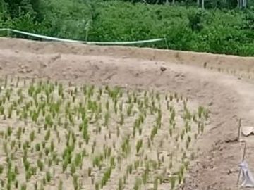 Tanah murah dan luas 40Ha Desa Bulucenrana, Kec. Pituriawa, Kab. Sidenreng Rappang Sulawesi Selatan