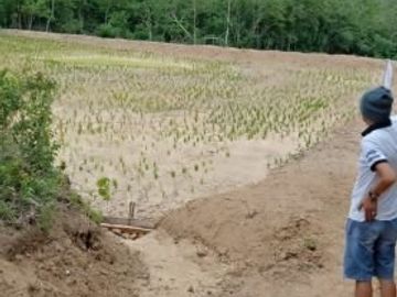 Tanah murah dan luas 40Ha Desa Bulucenrana, Kec. Pituriawa, Kab. Sidenreng Rappang Sulawesi Selatan