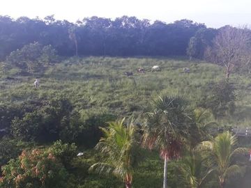 VENTA DE EXCELENTE RANCHO DE 24 HAS, 15 MINUTOS DE TIZIMIN, YUC.