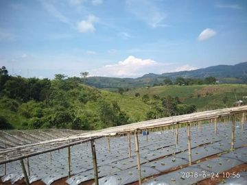 Cheap land for sale 135 Hectares in Cipanas, Cianjur City