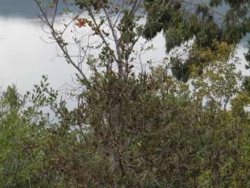 Parcela en Venta en Lago Colbún /río Maule