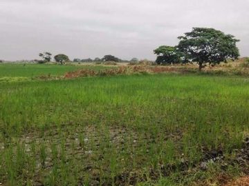 Via Samborondon, Vía al Pan Cerca a Hidalgo - Hidalgo 80000 m2