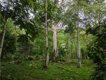 Hermosa casa ecologica al canto del Rio Shilcayo