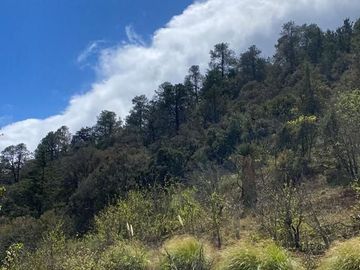 TERRENO CAMPESTRE EN LOS LIRIOS