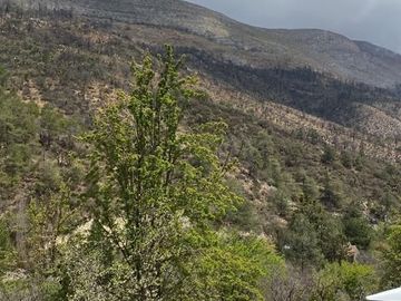 TERRENO CAMPESTRE EN LOS LIRIOS
