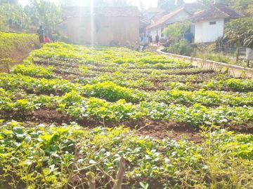 72 Tumbak Tanah Kebun Dekat Kantor Pemkab Bandung Barat, Pasirsalam, Ngamprah