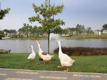 Mozart Symphonia Summarecon Serpong dekat Danau, rumah Canggih Modern, Split Level