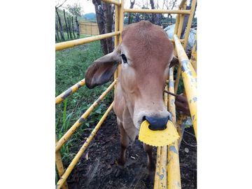 SEA CONFIABLE VENDE FINCA  DE 42 HA. EN SANTIAGO DE VERAGUAS