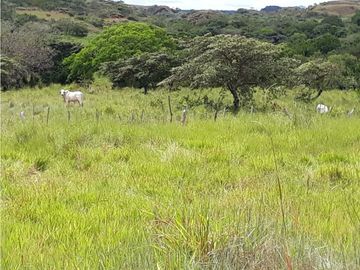 SEA CONFIABLE VENDE FINCA  DE 42 HA. EN SANTIAGO DE VERAGUAS