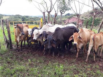 SEA CONFIABLE VENDE FINCA  DE 42 HA. EN SANTIAGO DE VERAGUAS