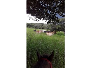 SEA CONFIABLE VENDE FINCA  DE 42 HA. EN SANTIAGO DE VERAGUAS