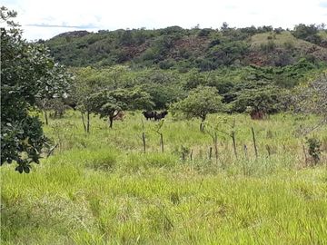 SEA CONFIABLE VENDE FINCA  DE 42 HA. EN SANTIAGO DE VERAGUAS