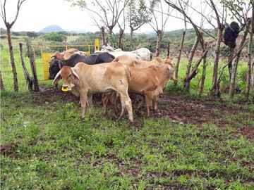 SEA CONFIABLE VENDE FINCA  DE 42 HA. EN SANTIAGO DE VERAGUAS