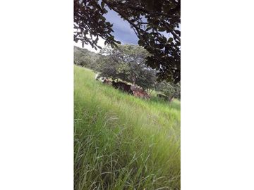 SEA CONFIABLE VENDE FINCA  DE 42 HA. EN SANTIAGO DE VERAGUAS