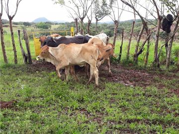 SEA CONFIABLE VENDE FINCA  DE 42 HA. EN SANTIAGO DE VERAGUAS