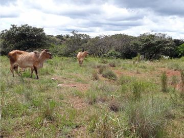 SEA CONFIABLE VENDE FINCA  DE 42 HA. EN SANTIAGO DE VERAGUAS