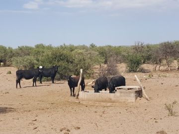 Estancia, campo ganadero de cria, 94.149 has. En Mendoza, con importantes mejoras, con o sin hacienda.