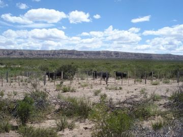 Estancia, campo ganadero de cria, 94.149 has. En Mendoza, con importantes mejoras, con o sin hacienda.