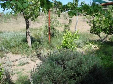 Estancia, campo ganadero de cria, 94.149 has. En Mendoza, con importantes mejoras, con o sin hacienda.